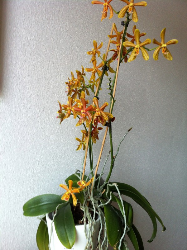 Hier die Orchidee in voller Größe